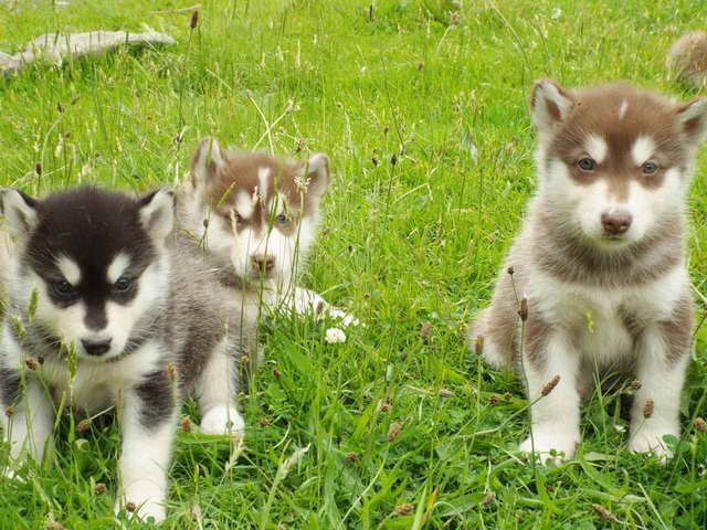 Husky Malamute Pictures